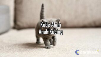 11 Kode Alam Anak Kucing 2D 3D 4D [Erek Erek & Primbon]