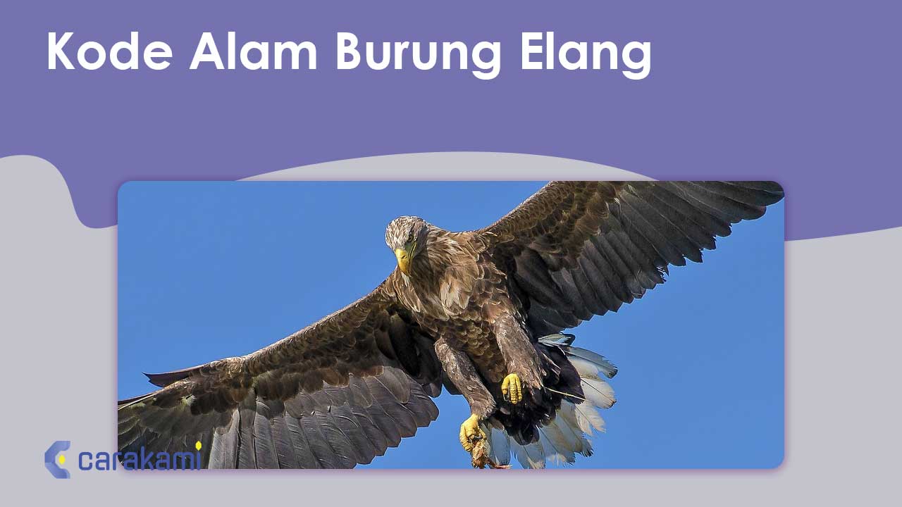 Kode Alam Burung Elang