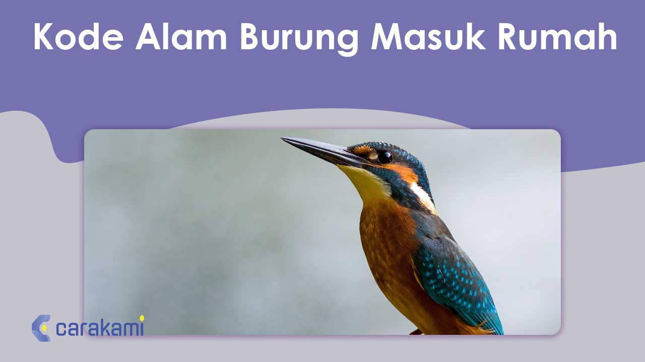 Kode Alam Burung Masuk Rumah