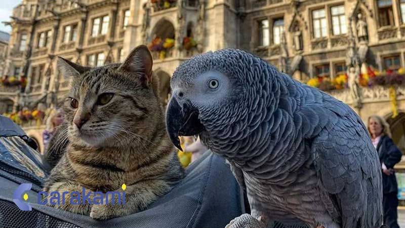 Kode Alam Burung Peliharaan di Makan Kucing