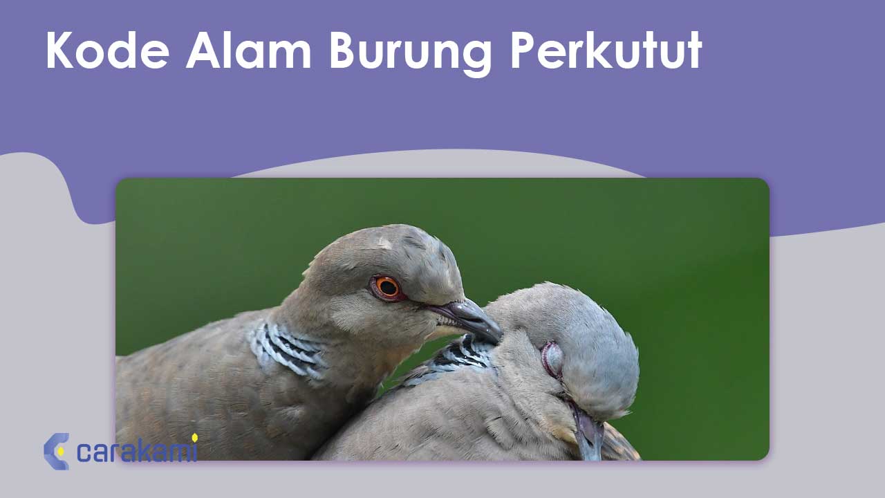 Kode Alam Burung Perkutut