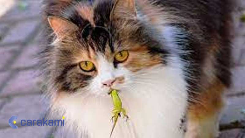 Kode alam kucing tangkap kadal