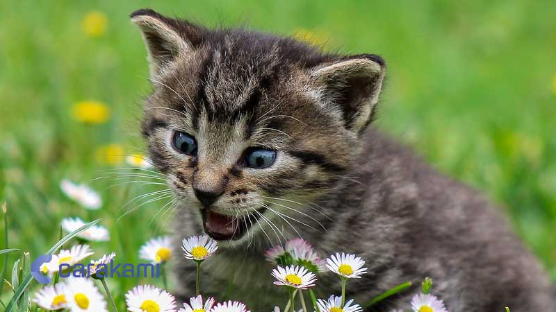 Kode Alam Hampir Menabrak Kucing
