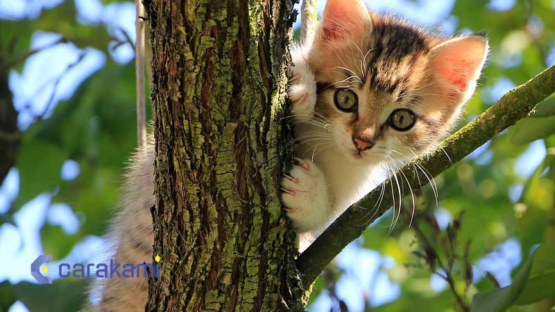 Kode Alam Kucing Berkelahi menurut Mbah Gaib
