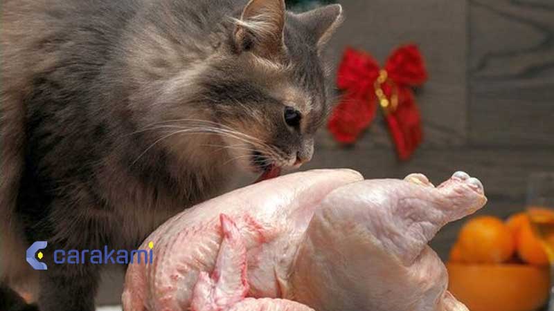 Kode Alam Kucing Curi Daging Ayam