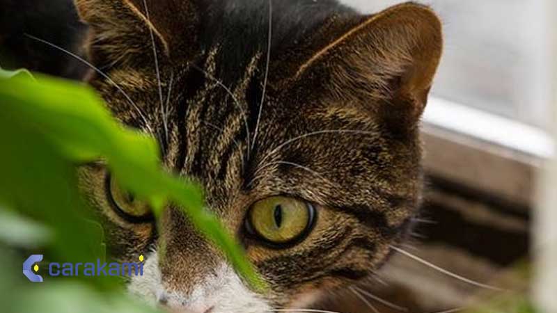 Kode Alam Ular dan Kucing