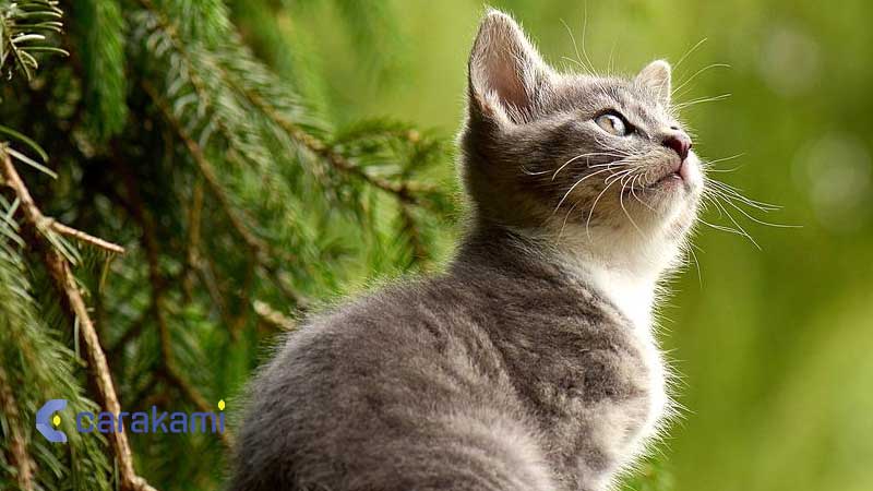 Kode Alam Kucing Makan Capung