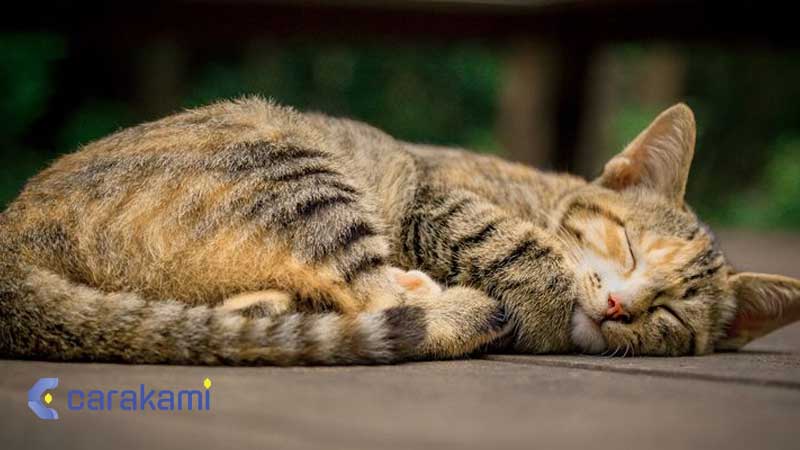 Kode Alam Mengubur Kucing Mati Menurut Mbah Semar