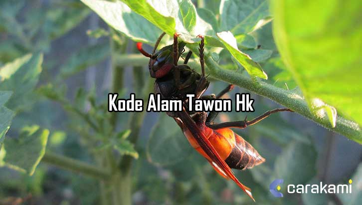 Kode Alam Tawon Hk
