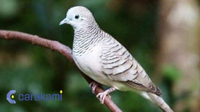 Tafsir mimpi burung perkutut terbaru