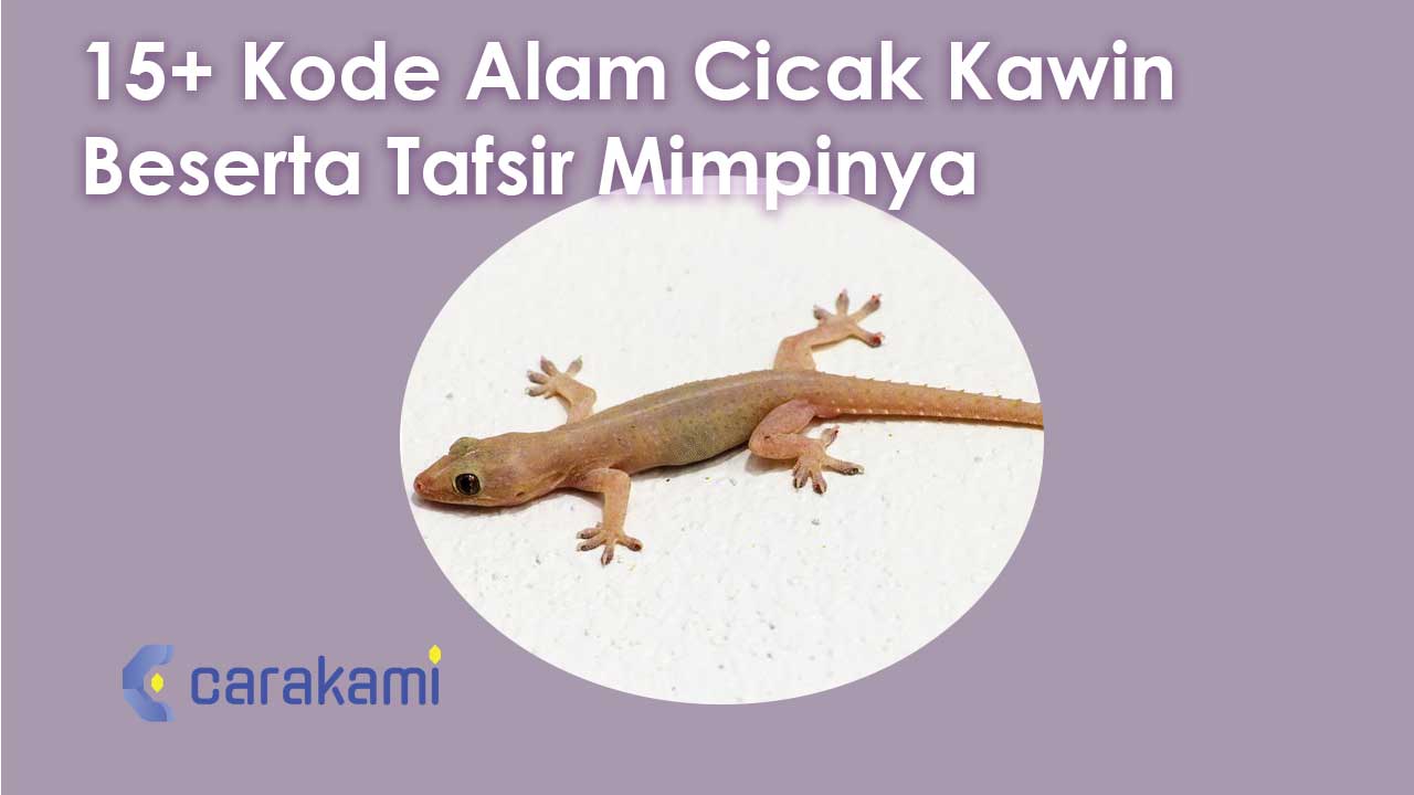 15+ Kode Alam Cicak Kawin Beserta Tafsir Mimpinya