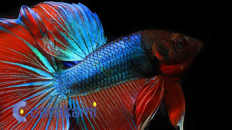 Kode Alam Ikan Cupang Mati