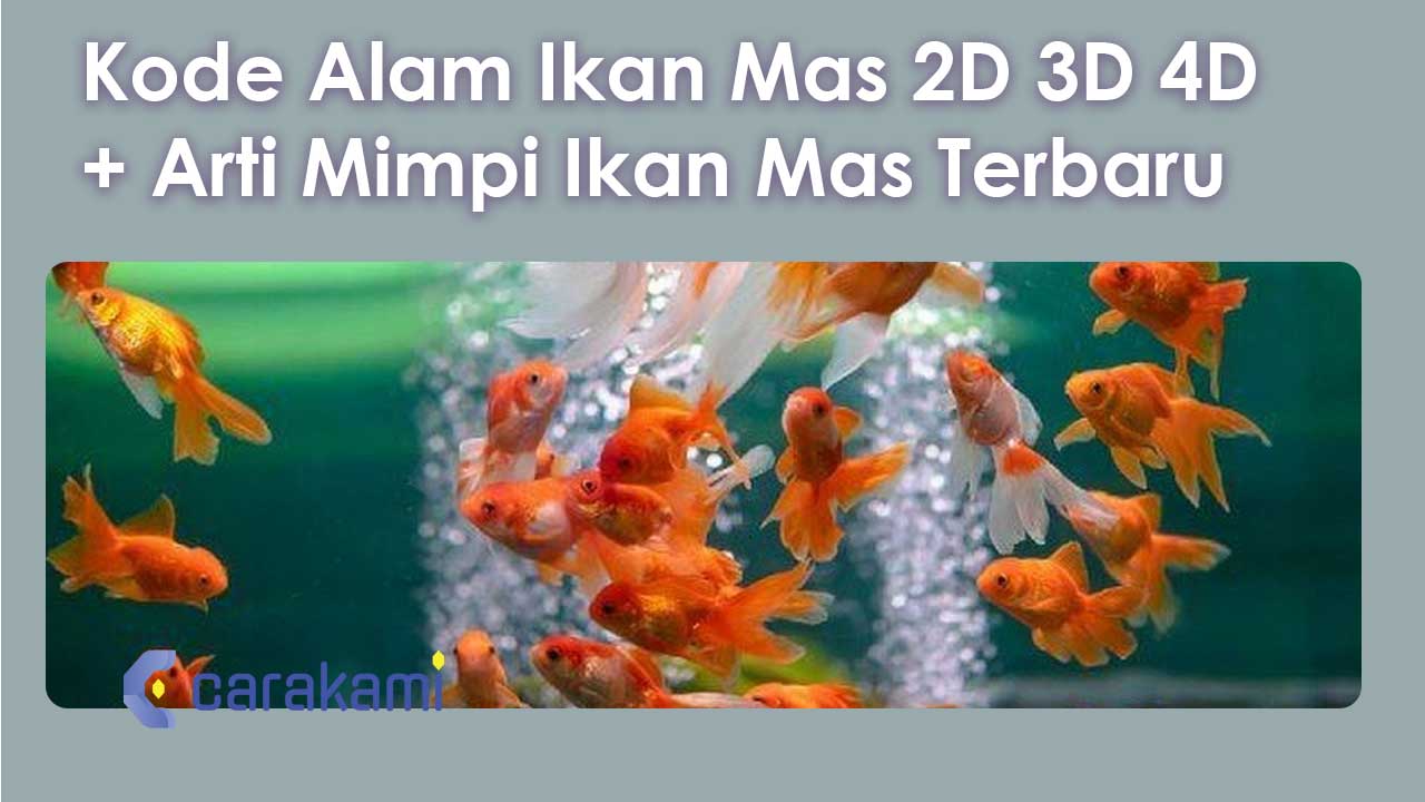 Berikut Deretan Angka Erek Erek Ikan Mas 4D, 3D Dan 2D Paling Akurat nan Bisa Kamu Pilih