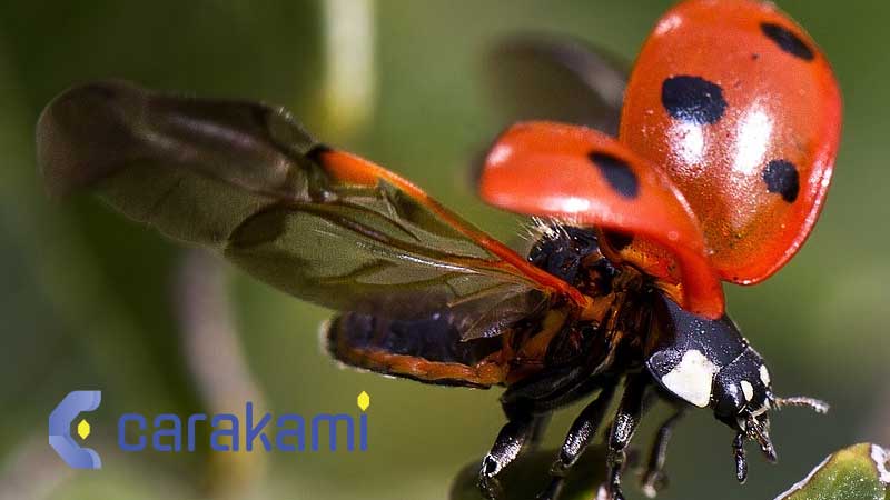 Kode Alam Kumbang Berdasarkan Erek-Erek Buku Mimpi dan Primbon Jawa
