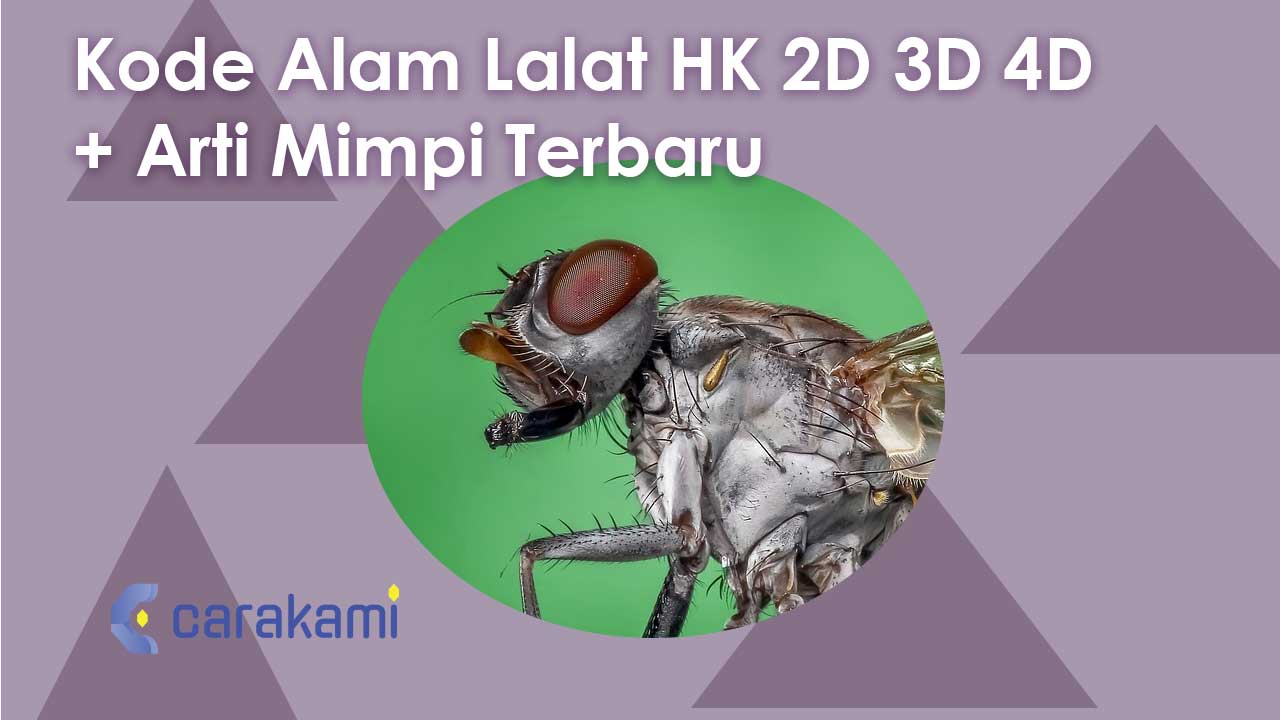 Kode Alam Lalat HK 2D 3D 4D + Arti Mimpi Terbaru