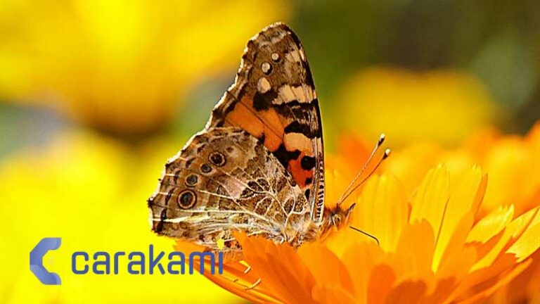 Menghubungkan Diri dengan Kode Alam Kupu-Kupu