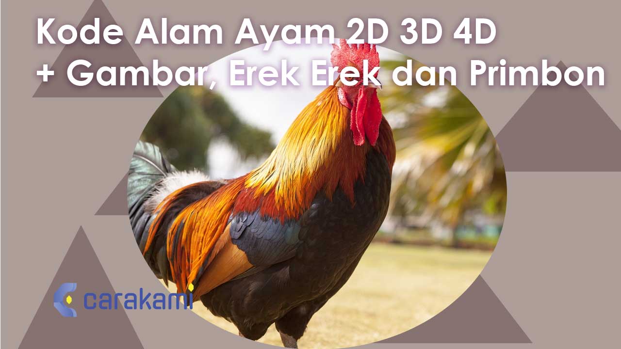 Kode Alam Ayam 2D 3D 4D + Gambar, Erek Erek dan Primbon