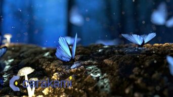 30+ Kode Alam Kupu-Kupu 2D 3D 4D + Gambar, Erek Erek dan Primbon Terbaru