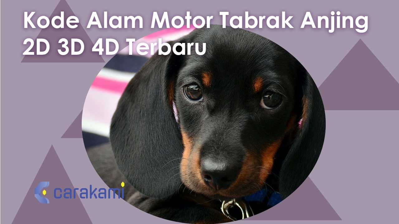 Kode Alam Motor Tabrak Anjing 2D 3D 4D Terbaru